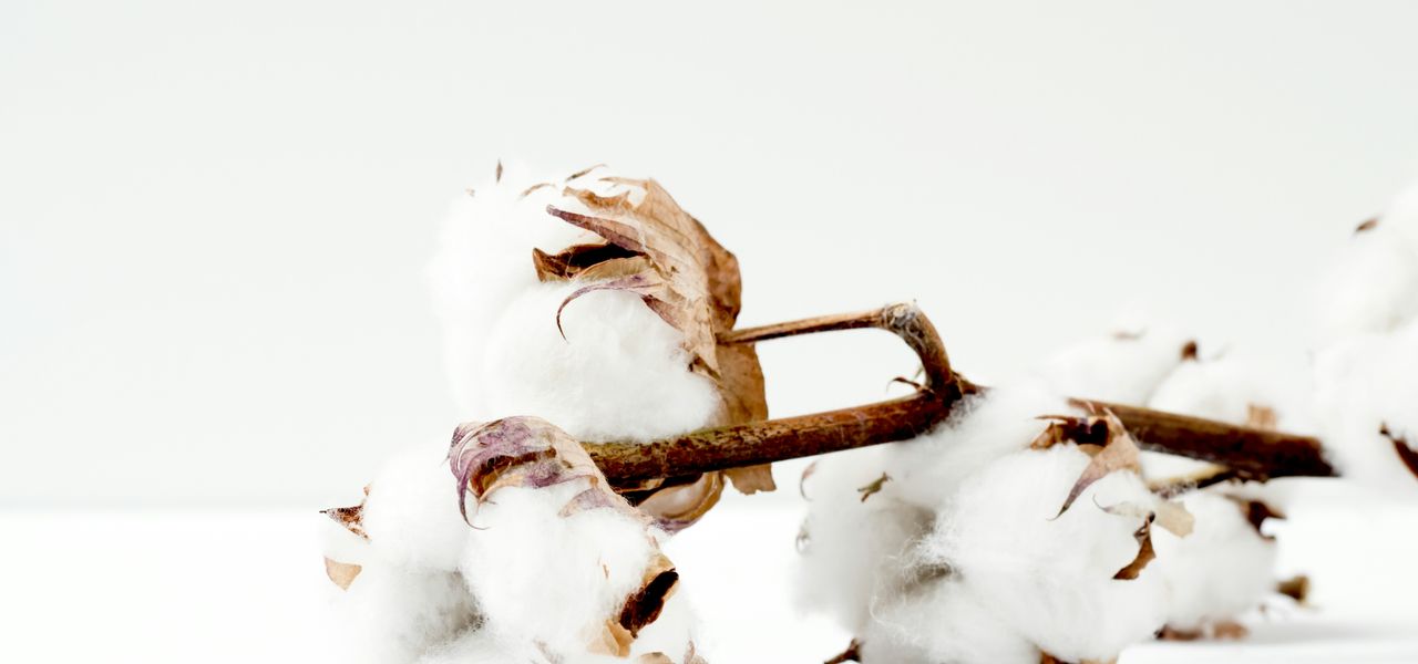 cottons on white surface
