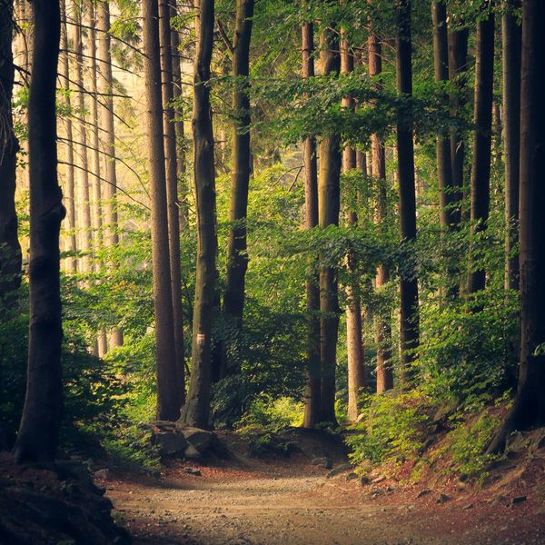 forest trees
