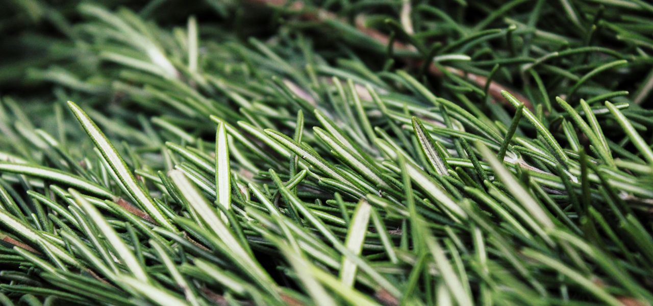 green grass in close up photography