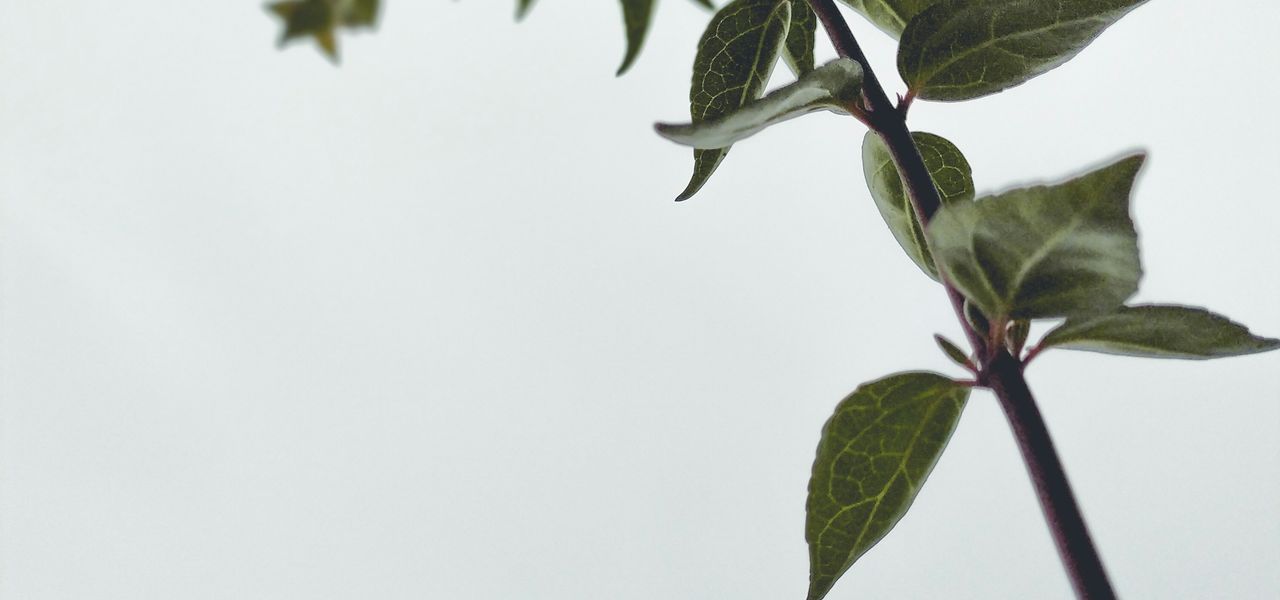 green leaves in close up photography