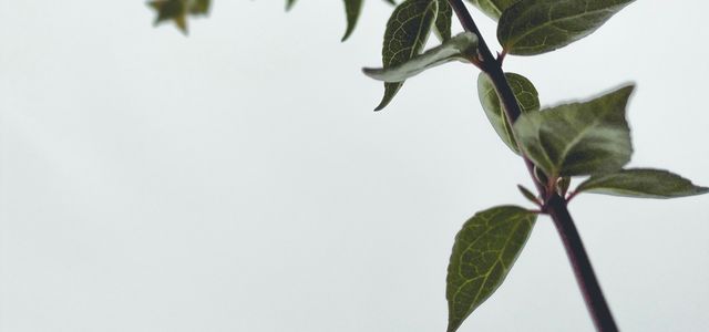 green leaves in close up photography