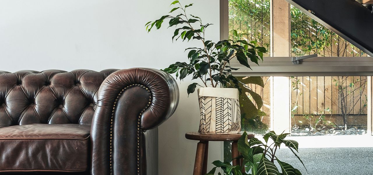 green potted plant beside brown leather couch