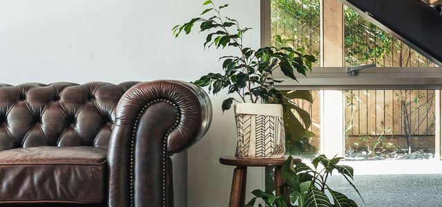 green potted plant beside brown leather couch