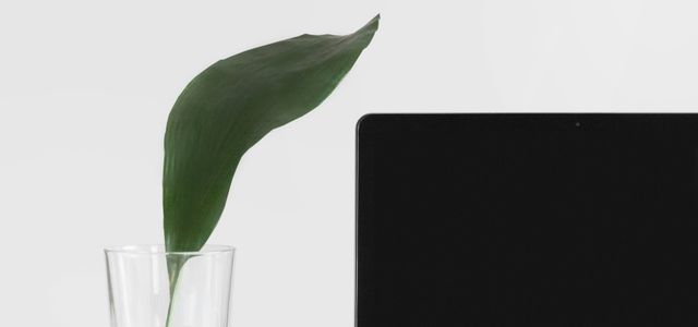 MacBook Pro beside plant in vase