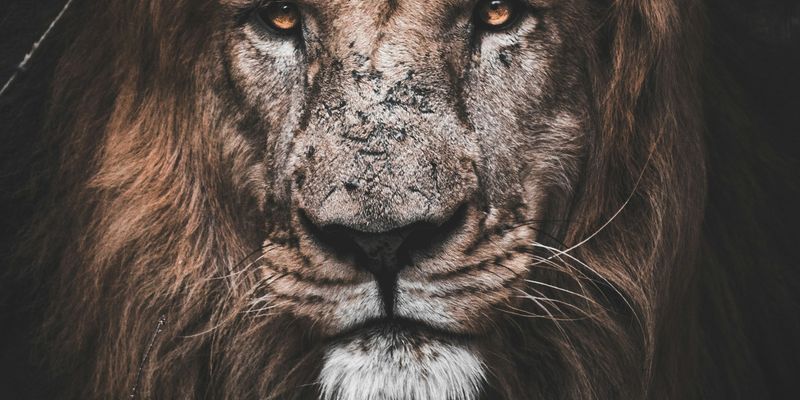photo of brown lion