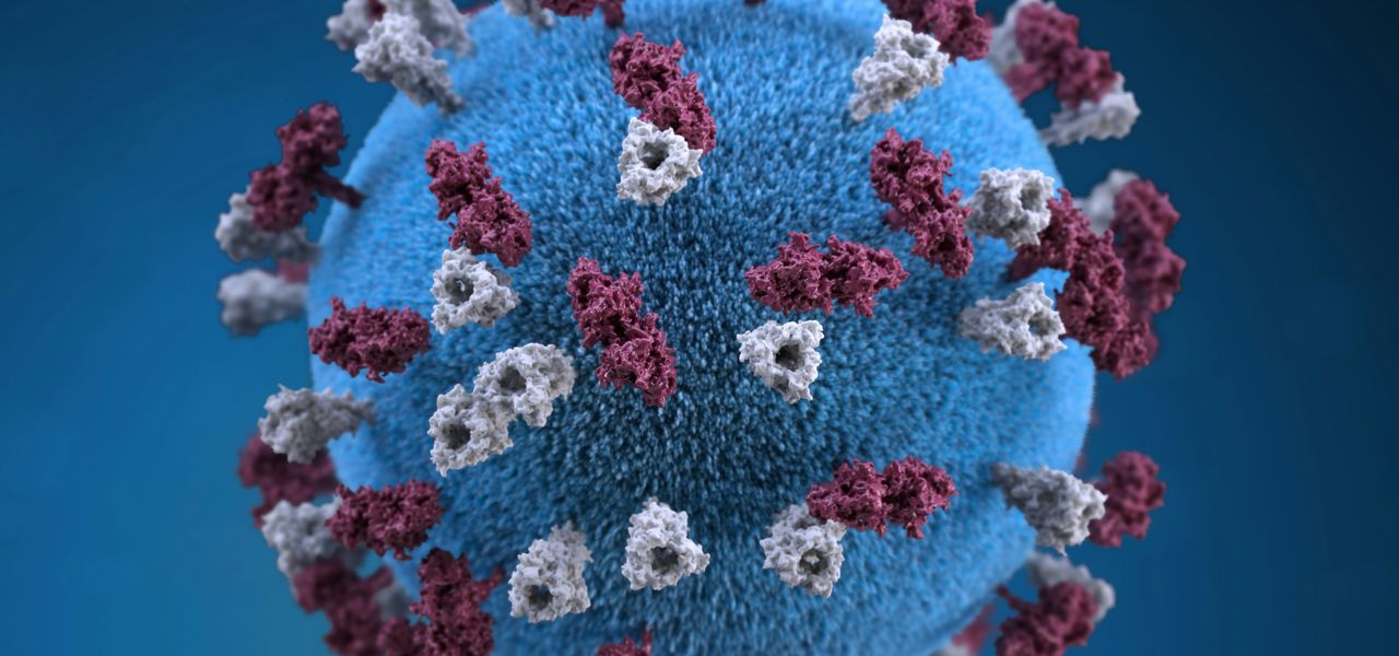 pink and white flower petals