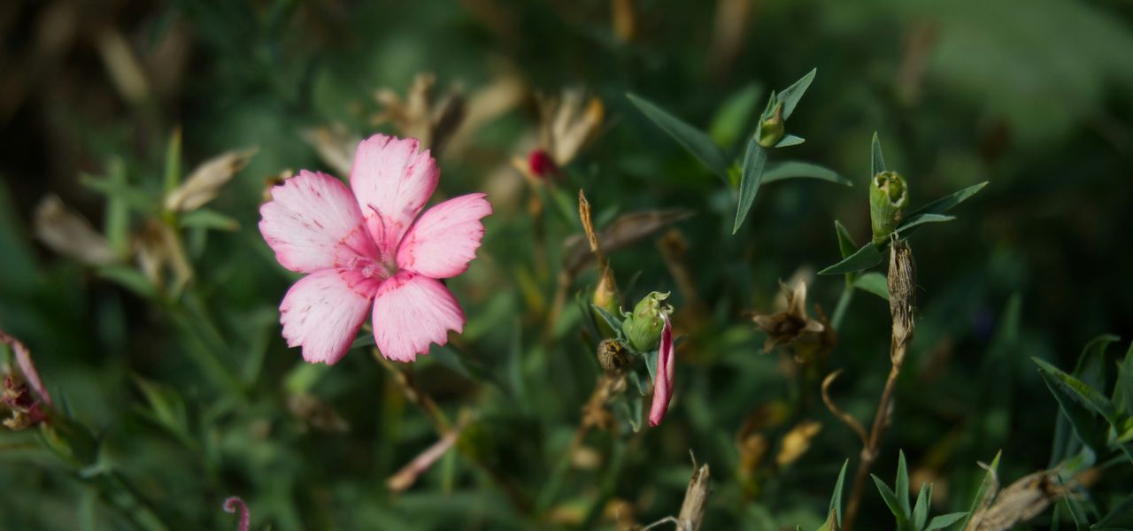 pink flower in tilt shift lens