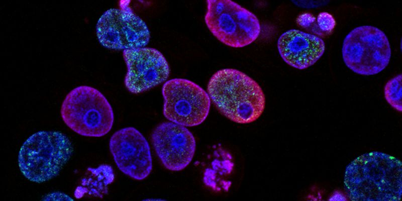 purple cells