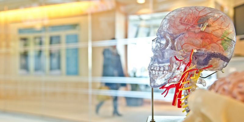 selective focus phot of artificial human skull
