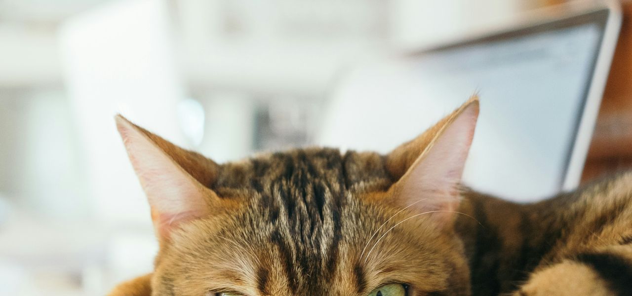 shallow focus photography of brown cat