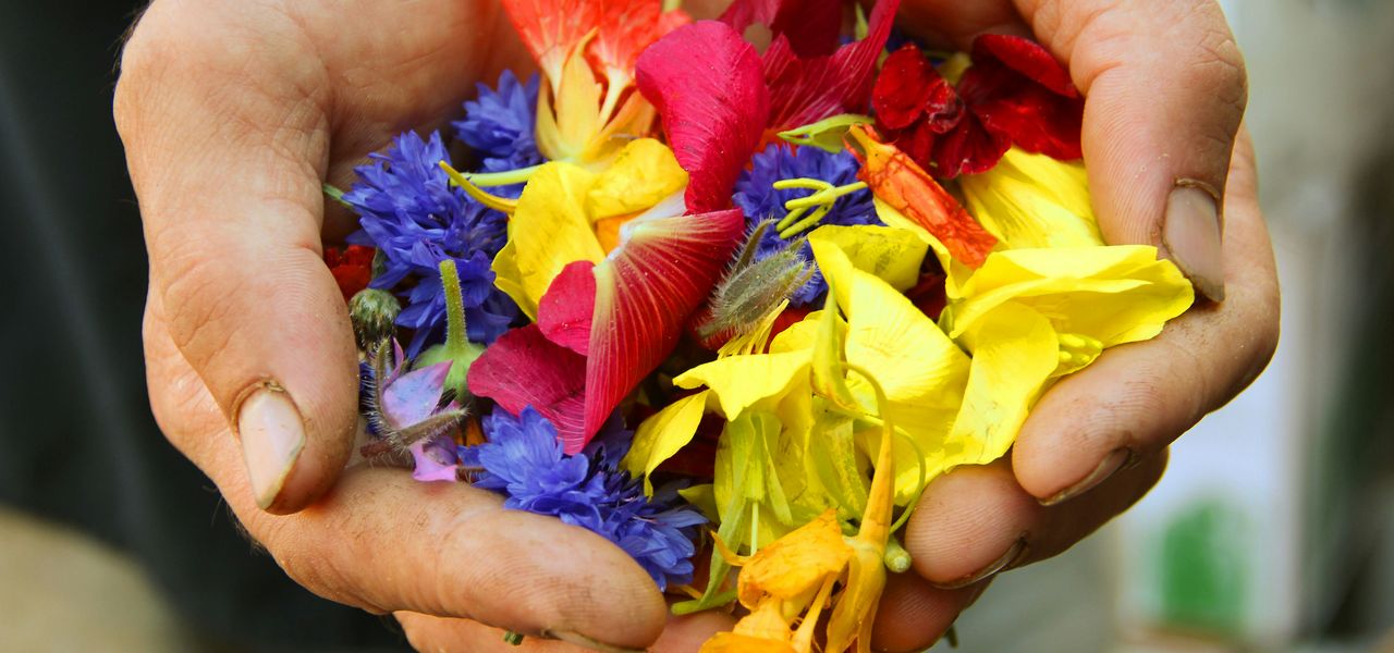 yellow blue and red flower petals on persons hand