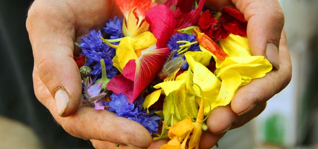 yellow blue and red flower petals on persons hand