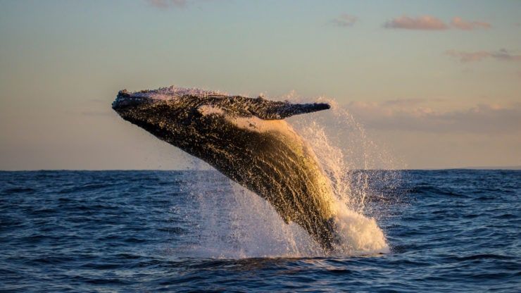 Bitcoin price dip allows whales to accumulate massive BTC wealth