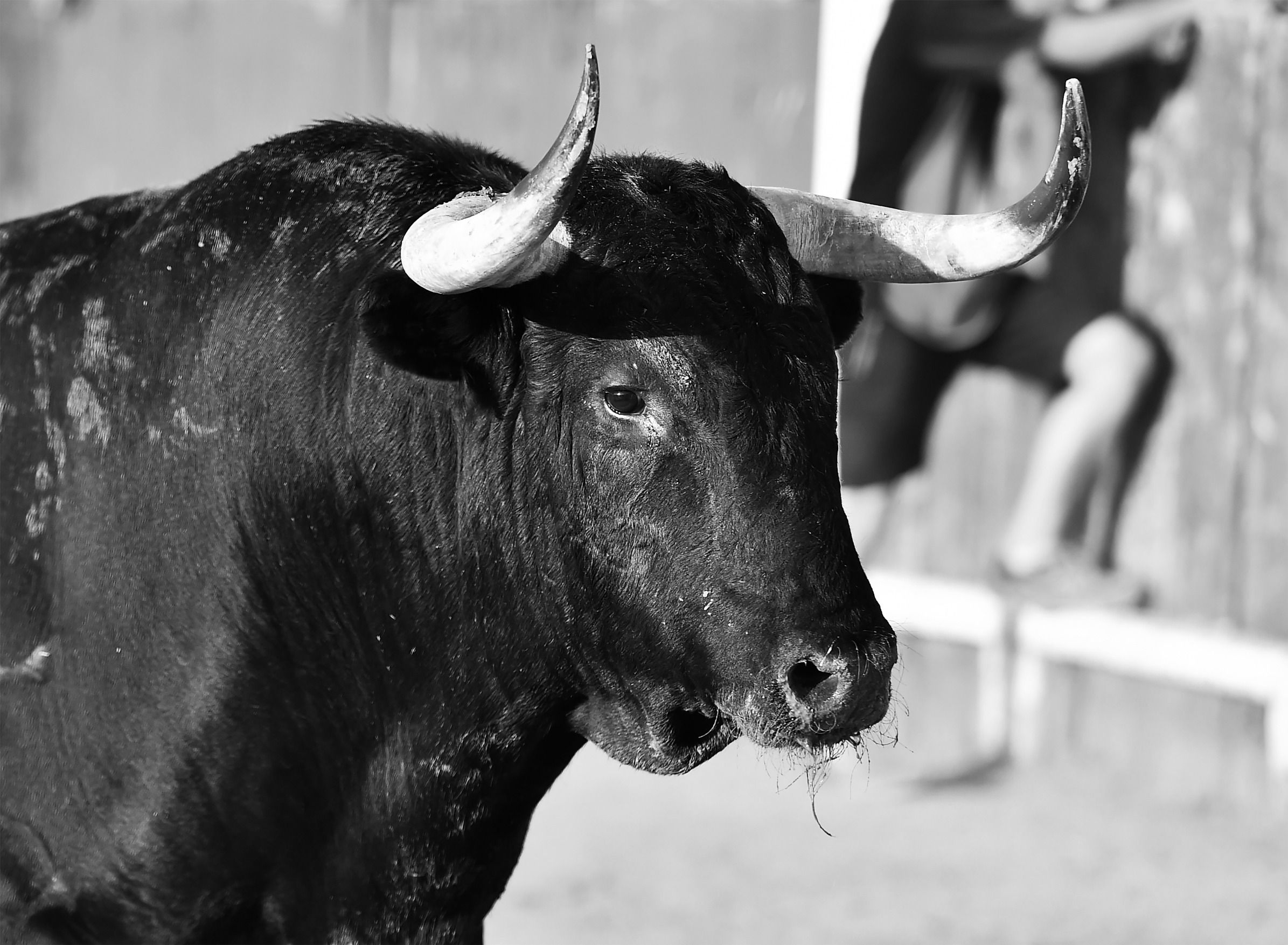 Horns of a Big Bull