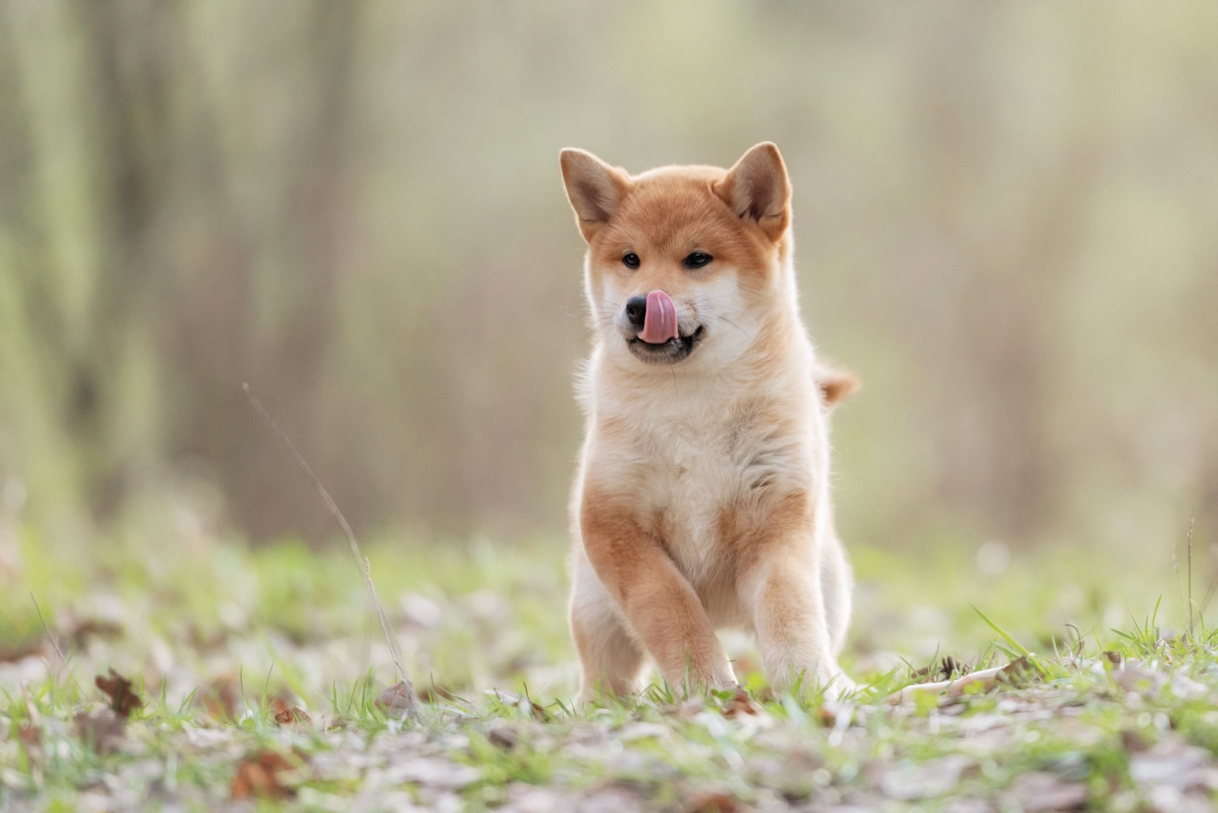 Beautiful Shiba Inu Puppy