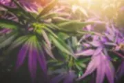 Hvorfor stiger cannabisaksjene?