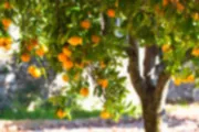 Appelsiinimehun hinta perääntyy Brasilian sadonkorjuukauden alkaessa