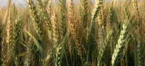 Soft Commodities Price Watch: Wheat Rebounds from Multi-Month Lows
