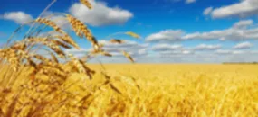 Soft commodities price watch: Wheat re-approaches four-month high