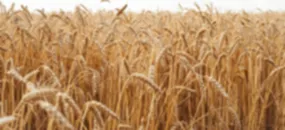 Wheat price hit 2008 highs as Russia-Ukraine war disrupts supply