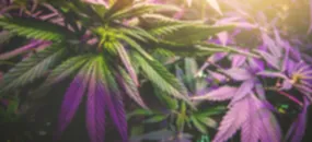 Why are cannabis stocks rising? Sector bounces following ugly 2022