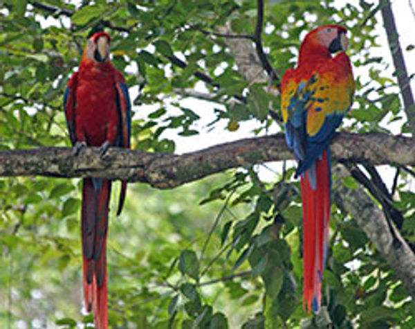 Scarlet Macaw