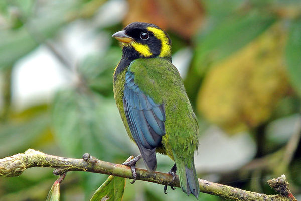 Colombia