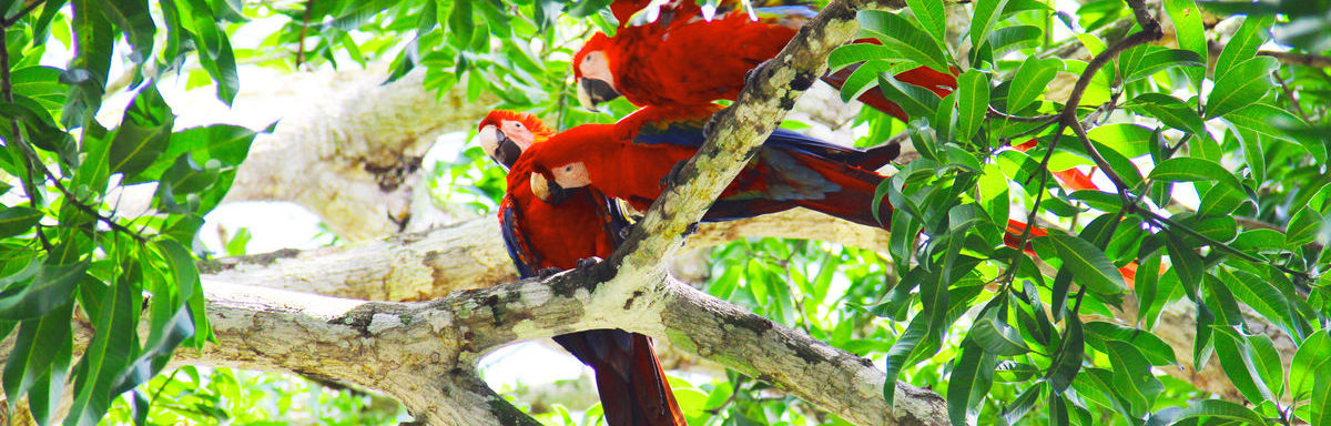 Scarlet Macaws