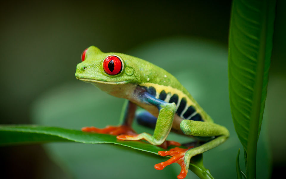 Tree Frog