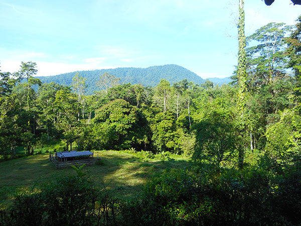 overview of Selva Bananito