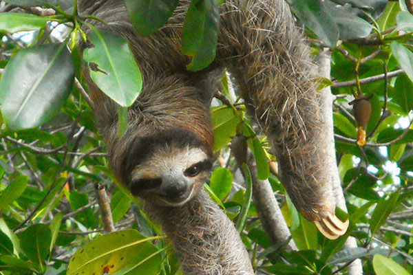 Costa Rica Wildlife