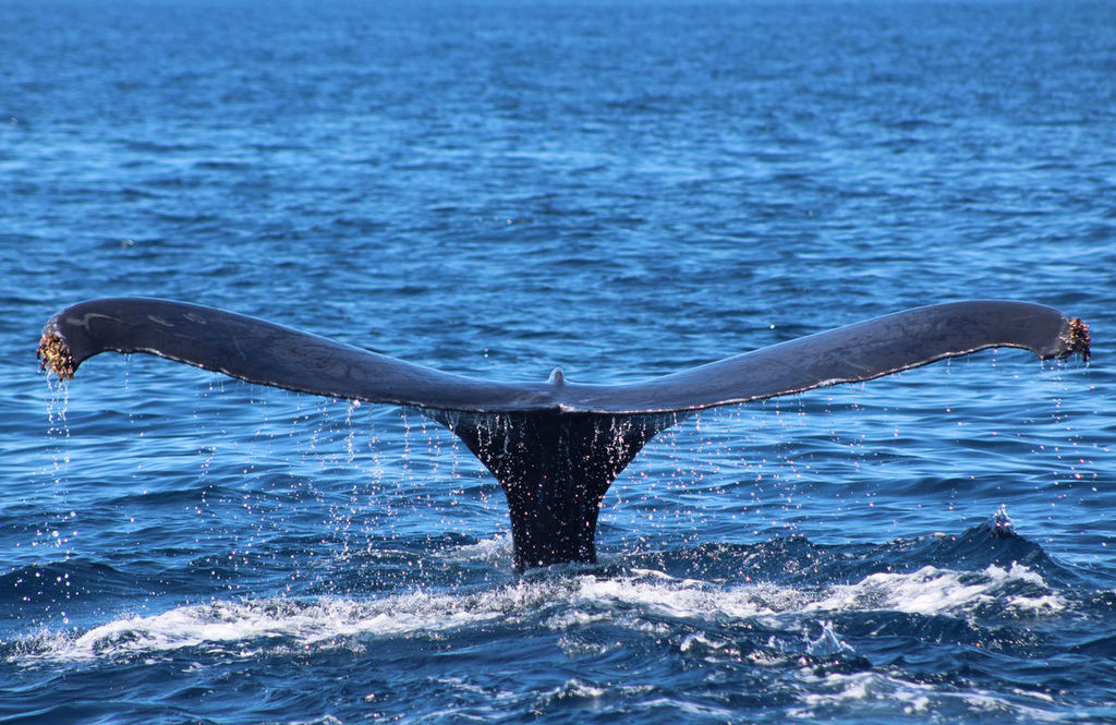 Whale Tail