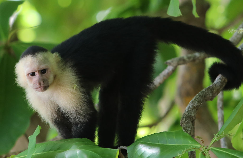White Faced Capuchin Monkey