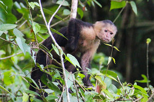 capuchin monkey