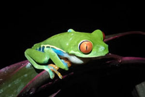 red eyed treefrog