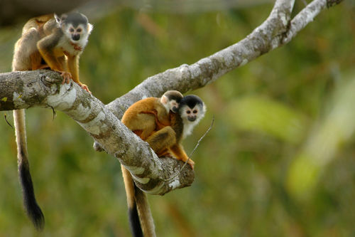 Squirrel Monkey
