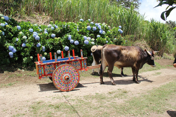 Painted Oxcart