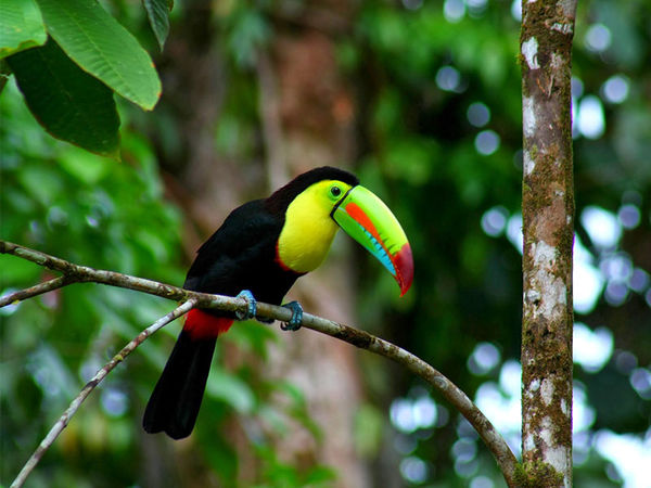 Toucan