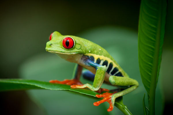 Tree Frog