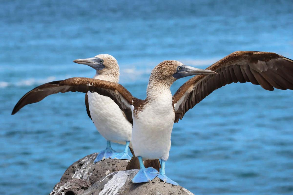 Ecuador and Galapagos