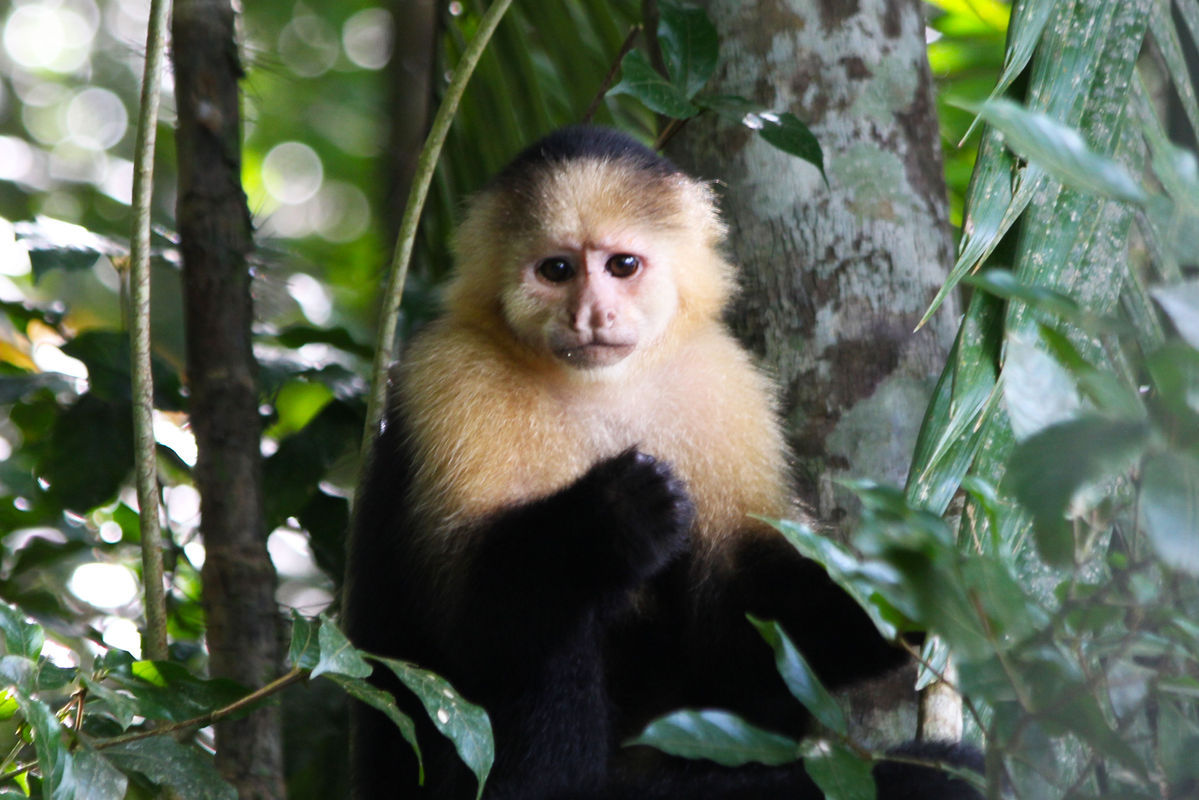 Panama Wildlife Itinerary