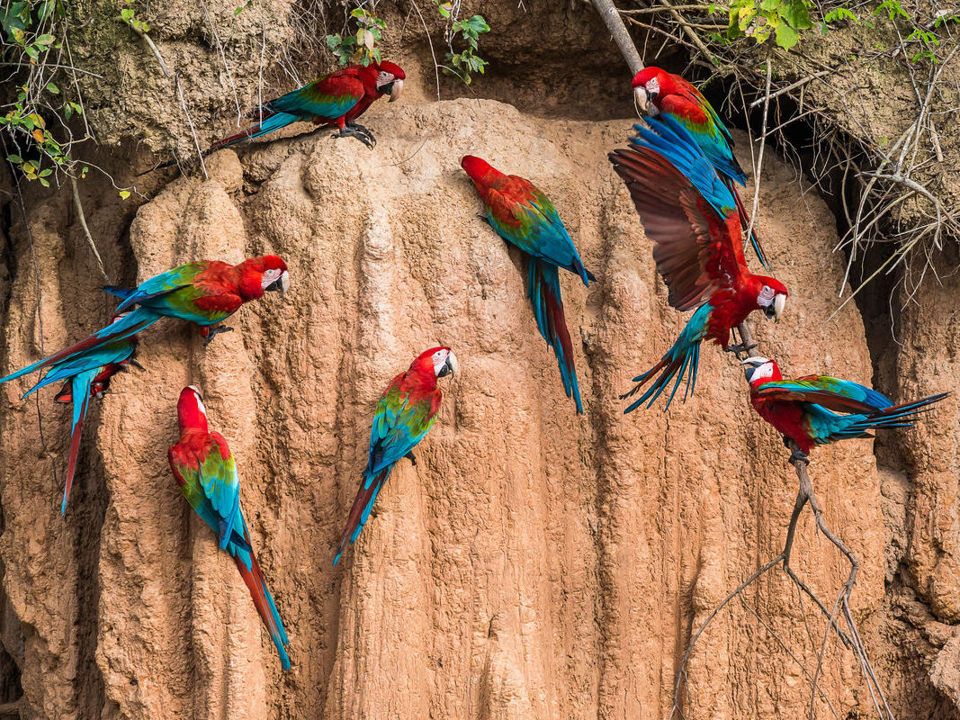 Peru Wildlife and Culture