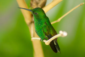 Copper Rumped Hummingbird