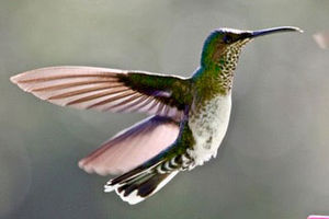 Hummingbird