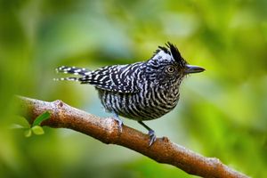 Barred Antshrike