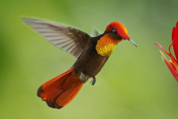 Ruby Topaz Hummingbird