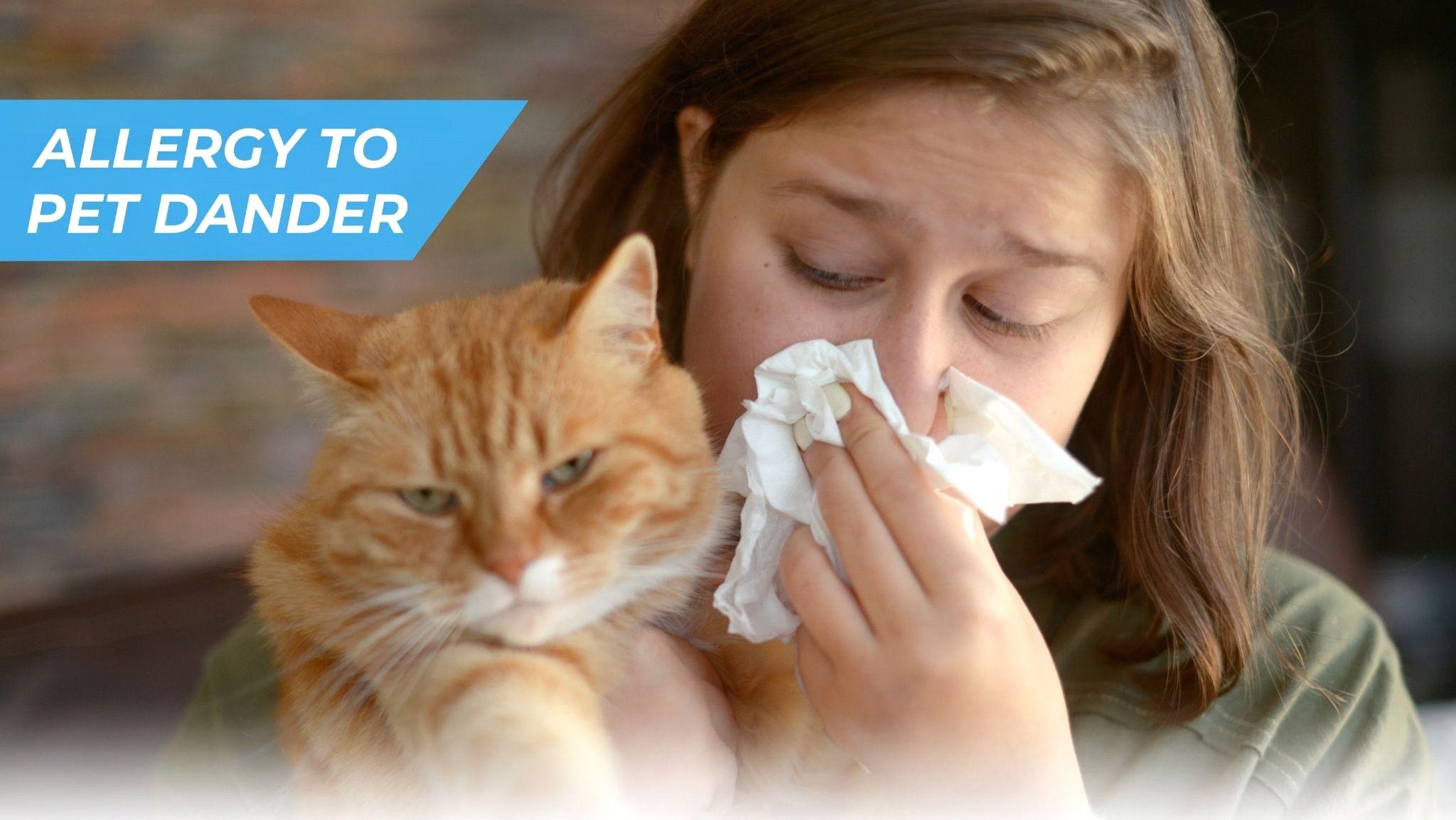 A woman holding a tissue to her nose while appearing to sneeze. a cat sitting next to her. illustrating allergy to cat dander.