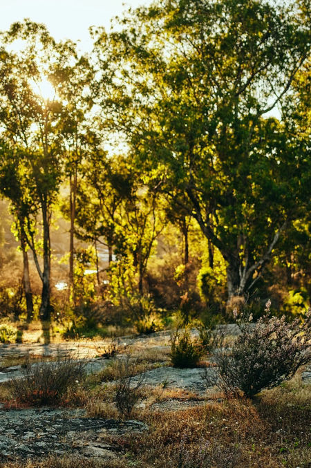 Woman walking through nature trail at sunset