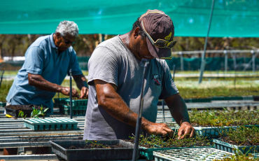 People working at a tree farm with seedlings
