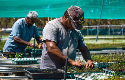 People working at a tree farm with seedlings